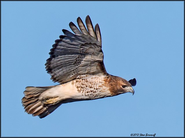 _2SB1592 red-tailed hawk.jpg
